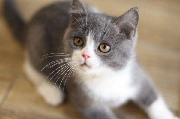 The cat didn’t want to take a bath and hid in a corner, but was forcefully pulled out by the store clerk. His expression lit up!