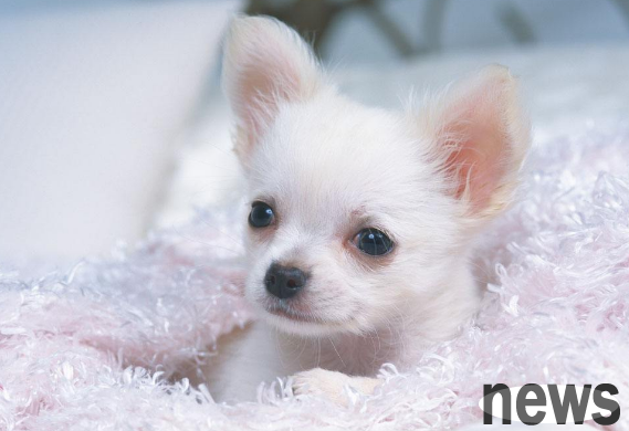 Feng Xiaogang posted a post lamenting that his pet dog is getting old and said he would euthanize it so that it would not suffer any torture.