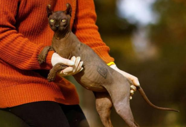 Police rescue Sphynx cat covered in gang tattoos from Mexican prison