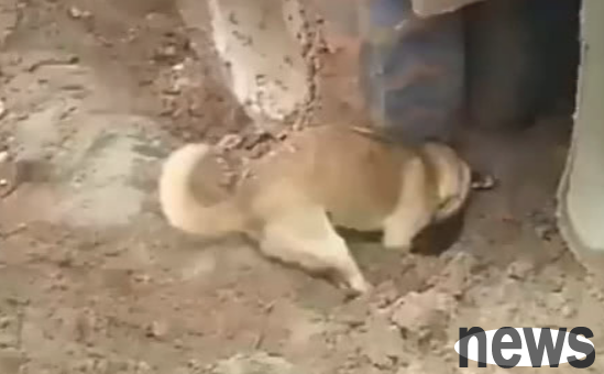 The car got stuck in the mud and had to dig a hole. The dog stepped forward to help, but the owner was dumbfounded: Dog, you dug the hole backwards.