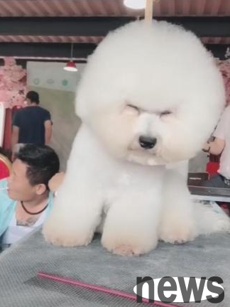The dog felt sleepy while trimming his hair. As soon as he closed his eyes, the dog fell down and became suspicious!