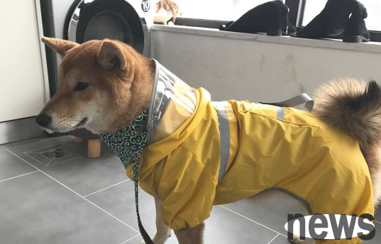 The Shiba Inu will cause trouble when sleeping. It has always been so 