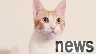 The Christmas tree was invaded by the cat king and the whole Christmas tree looked like a giant cat teaser