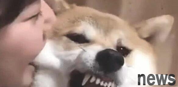 Shiba Inu was bitten on the face by its owner. After the threat failed, the owner was stunned by the behavior of the Shiba Inu.