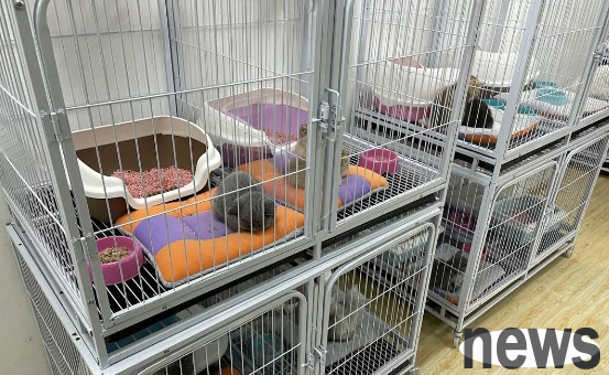Cloud help | Internet exposure revealed that a pet shop in Chengdu sold sick cats and dogs. The owner responded: If they are sick, they can be returned or exchanged within 24 hours.