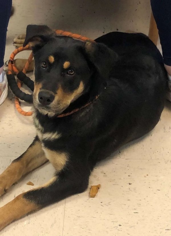 Why did a 17-year-old homeless boy give away his beloved dog, but the dog still stood firm at the door waiting for him... Fortunately, the ending was so sweet!