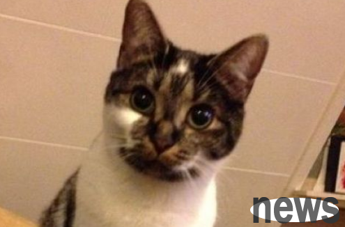 I have been raising cats for more than a year before I discovered the cute heart pattern.