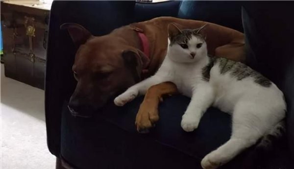 A little stray cat took the initiative to come to the door, but unexpectedly realized the wish of a cat and a dog.