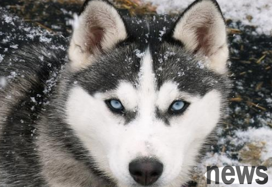 What to do if your child insists on keeping a dog | How to control the “naughty child” at home who wants to keep a pet