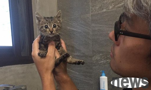 Do I have a minion? The hood caught the kitten with a super cute expression on his face