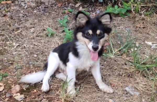 Although abandoned, the little stray dog ​​still stays where it is, trying to please everyone who comes near it