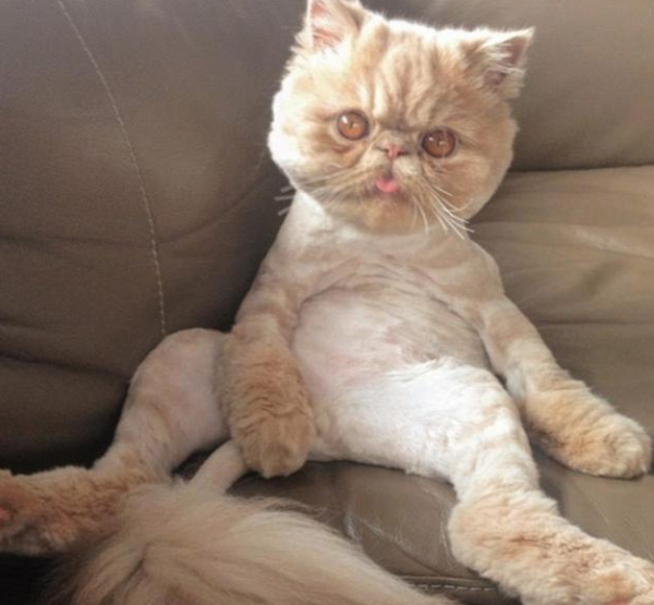 Pictures of cats’ signature poses | A new cat is born online
