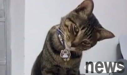 The owner was caught secretly eating extra food when he was losing weight, so he had to pick out the meat and give it to the cat