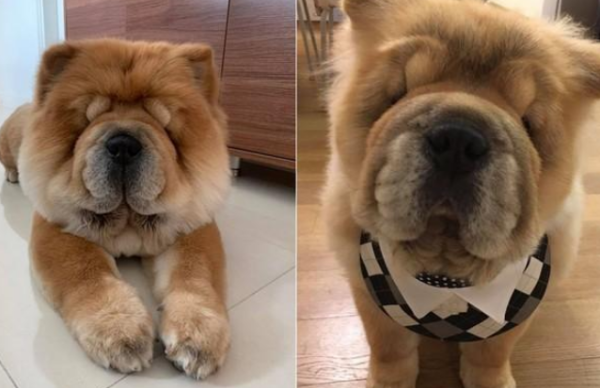 The male owner didn’t come home at night, and the dog refused to sleep until 3 o’clock in the morning. The last piece of clothing was solved