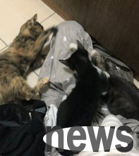 The slave is not quick to escort me! She fucked herself under the quilt and was beaten by three cats with a cloth bag